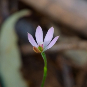 Caladenia carnea at Namadgi National Park - 12 Nov 2023