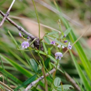 Glycine clandestina at Gibraltar Pines - 12 Nov 2023