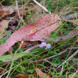 Glycine clandestina at Gibraltar Pines - 12 Nov 2023