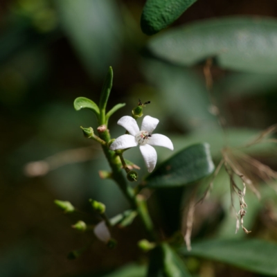 Philotheca myoporoides subsp. myoporoides (Long-leaf Waxflower) at Cotter River, ACT - 12 Nov 2023 by regeraghty