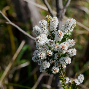 Epacris breviflora at Gibraltar Pines - 12 Nov 2023