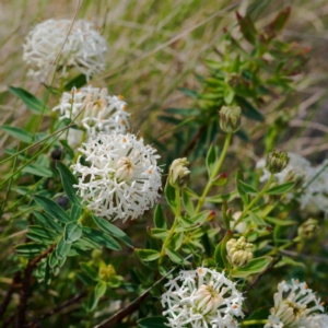 Pimelea treyvaudii at Gibraltar Pines - 12 Nov 2023