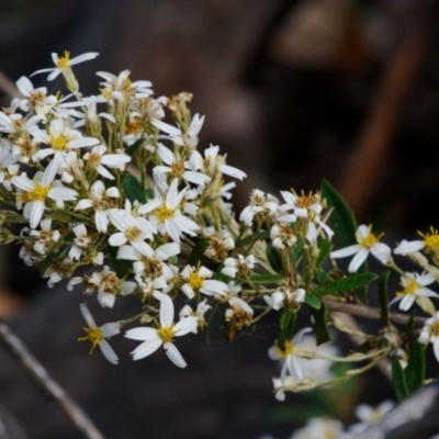 Olearia erubescens (Silky Daisybush) at Gibraltar Pines - 12 Nov 2023 by regeraghty