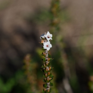 Epacris gunnii at Gibraltar Pines - 12 Nov 2023