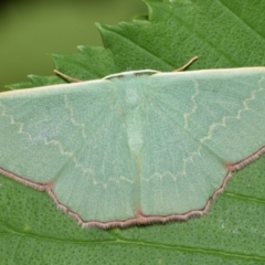 Prasinocyma semicrocea (Common Gum Emerald moth) at QPRC LGA - 12 Nov 2023 by DianneClarke