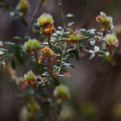 Oxylobium ellipticum (Common Shaggy Pea) at Namadgi National Park - 12 Nov 2023 by regeraghty