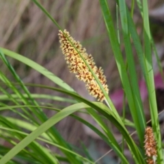 Lomandra longifolia (Spiny-headed Mat-rush, Honey Reed) at Namadgi National Park - 12 Nov 2023 by regeraghty