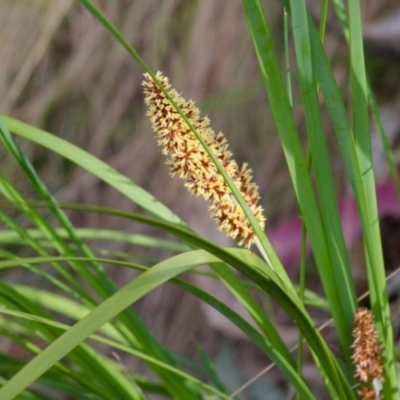 Lomandra longifolia (Spiny-headed Mat-rush, Honey Reed) at Cotter River, ACT - 12 Nov 2023 by regeraghty