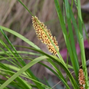 Lomandra longifolia at Namadgi National Park - 12 Nov 2023