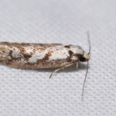 Eusemocosma pruinosa (Philobota Group Concealer Moth) at Jerrabomberra, NSW - 12 Nov 2023 by DianneClarke