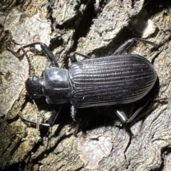 Promethis sp. (genus) (Promethis darkling beetle) at Ainslie, ACT - 11 Nov 2023 by Pirom