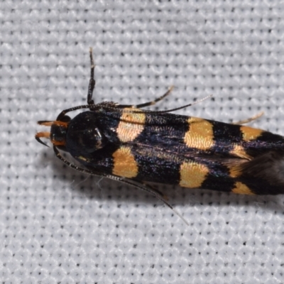 Limnaecia polycydista (Cosmopteriginae) at Jerrabomberra, NSW - 12 Nov 2023 by DianneClarke