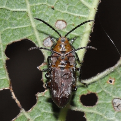 Poneridia (Genus) (Skeletonizing Leaf Beetle) at Alexandra Hills, QLD - 11 Nov 2023 by TimL