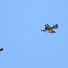 Pandion haliaetus (Osprey) at Wellington Point, QLD - 9 Nov 2023 by TimL