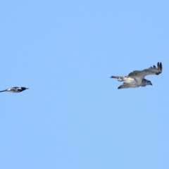 Pandion haliaetus at Wellington Point, QLD - suppressed