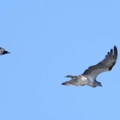 Pandion haliaetus at Wellington Point, QLD - 9 Nov 2023