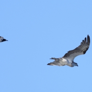 Pandion haliaetus at Wellington Point, QLD - suppressed