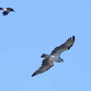 Pandion haliaetus at Wellington Point, QLD - 9 Nov 2023