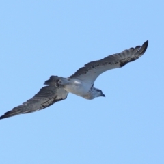 Pandion haliaetus at Wellington Point, QLD - suppressed
