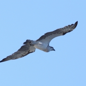 Pandion haliaetus at Wellington Point, QLD - 9 Nov 2023