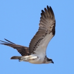 Pandion haliaetus (Osprey) at Wellington Point, QLD - 9 Nov 2023 by TimL