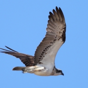 Pandion haliaetus at Wellington Point, QLD - suppressed