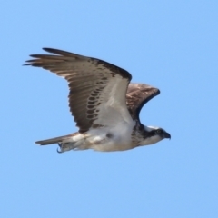 Pandion haliaetus at Wellington Point, QLD - suppressed