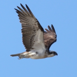 Pandion haliaetus at Wellington Point, QLD - suppressed