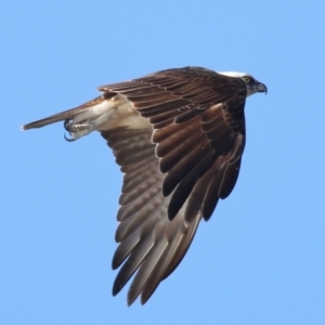 Pandion haliaetus at Wellington Point, QLD - suppressed