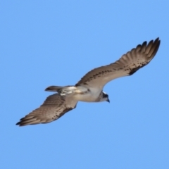 Pandion haliaetus at Wellington Point, QLD - suppressed