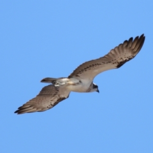 Pandion haliaetus at Wellington Point, QLD - suppressed