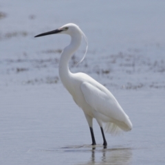 Egretta garzetta (Little Egret) at Wellington Point, QLD - 10 Nov 2023 by TimL