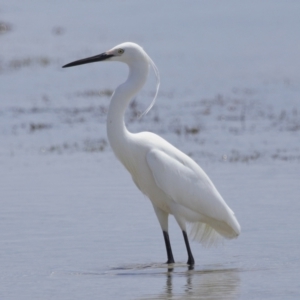 Egretta garzetta at Wellington Point, QLD - 10 Nov 2023 11:31 AM