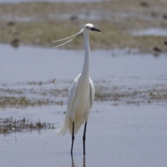 Egretta garzetta at Wellington Point, QLD - 10 Nov 2023 11:31 AM