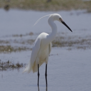 Egretta garzetta at Wellington Point, QLD - 10 Nov 2023 11:31 AM