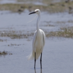 Egretta garzetta at Wellington Point, QLD - 10 Nov 2023 11:31 AM