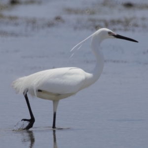 Egretta garzetta at Wellington Point, QLD - 10 Nov 2023 11:31 AM
