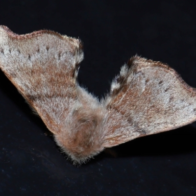 Panacela nyctopa (A Monkey Moth (Eupterotidae) at Capalaba, QLD - 11 Nov 2023 by TimL