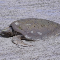 Unidentified Turtle at Wellington Point, QLD - 10 Nov 2023 by TimL