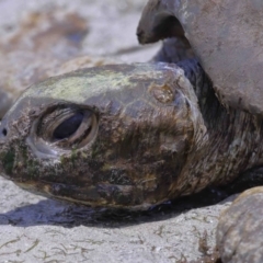 Unverified at suppressed - suppressed