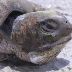 Unverified at suppressed - suppressed