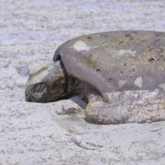 Unverified at suppressed - suppressed