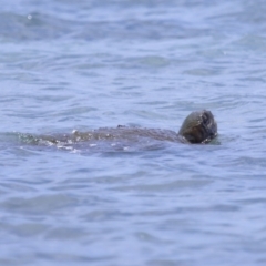 Unverified at suppressed - suppressed