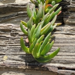 Carpobrotus glaucescens at Mimosa Rocks National Park - 11 Nov 2023