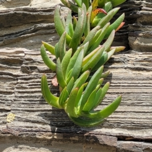 Carpobrotus glaucescens at Mimosa Rocks National Park - 11 Nov 2023