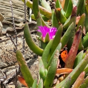 Carpobrotus glaucescens at Mimosa Rocks National Park - 11 Nov 2023 08:53 AM