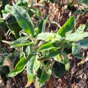 Coronidium elatum subsp. elatum at Mimosa Rocks National Park - 11 Nov 2023