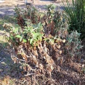 Coronidium elatum subsp. elatum at Mimosa Rocks National Park - 11 Nov 2023