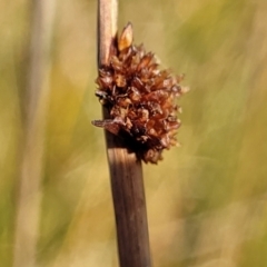 Ficinia nodosa (Knobby Club-rush) at Wapengo, NSW - 10 Nov 2023 by trevorpreston