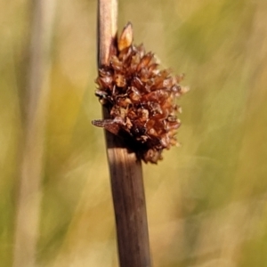 Ficinia nodosa at Mimosa Rocks National Park - 11 Nov 2023